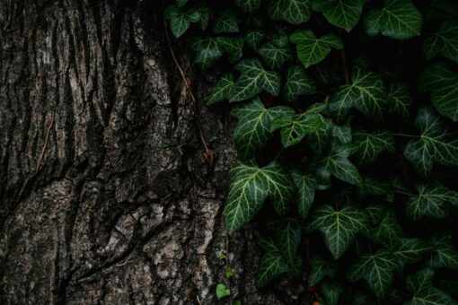 Diritto di veduta: cosa fare se l’albero del vicino lo lede