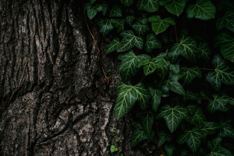 Albero