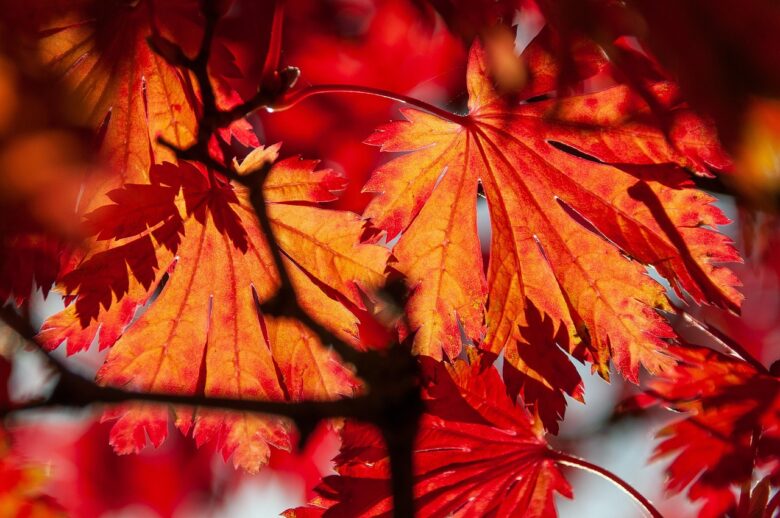 Albero