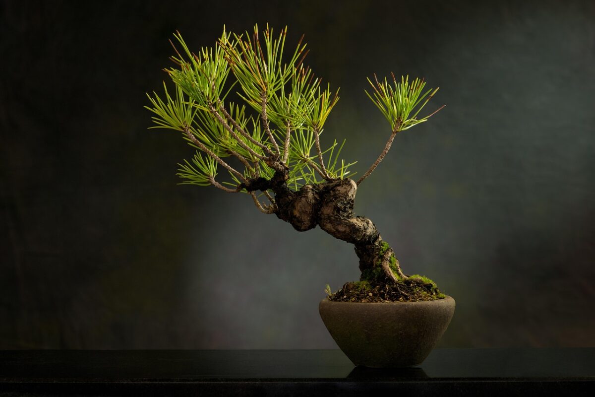 bonsai, plant, pot, tree, leaves, nature, bonsai tree, decorative