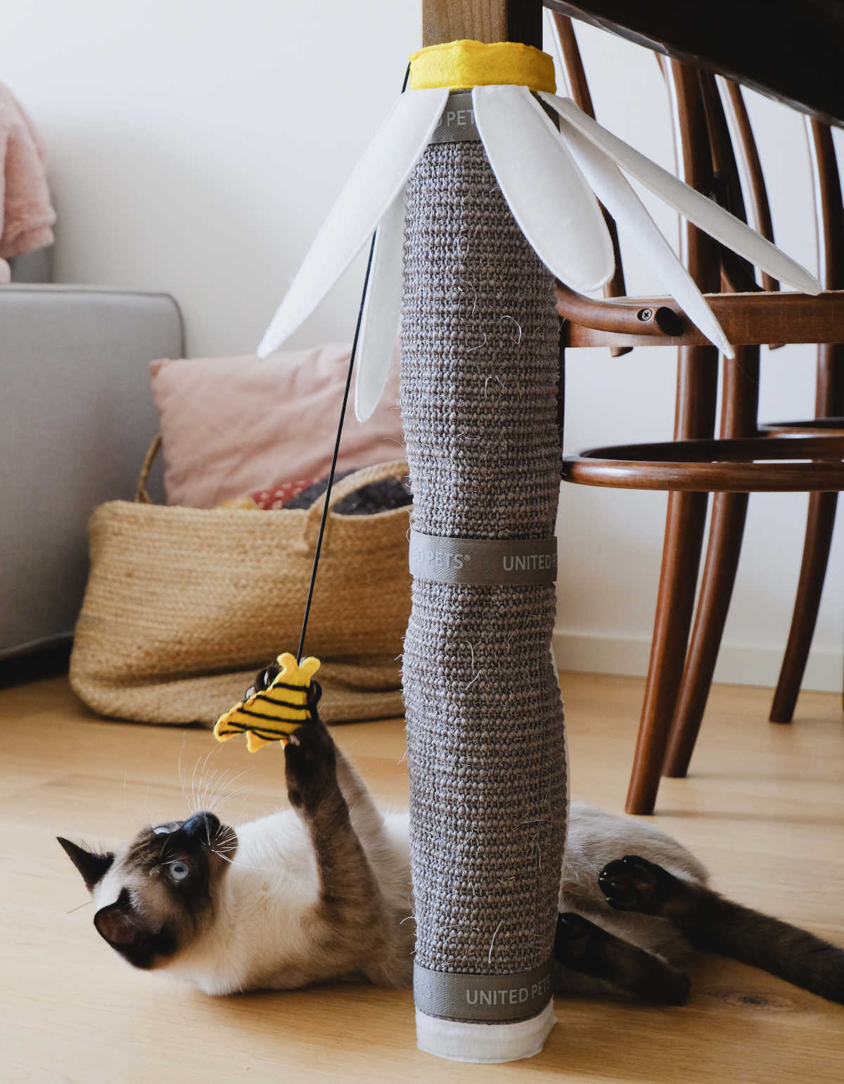 Pet design, la casa a misura di animale che non rinuncia allo stile