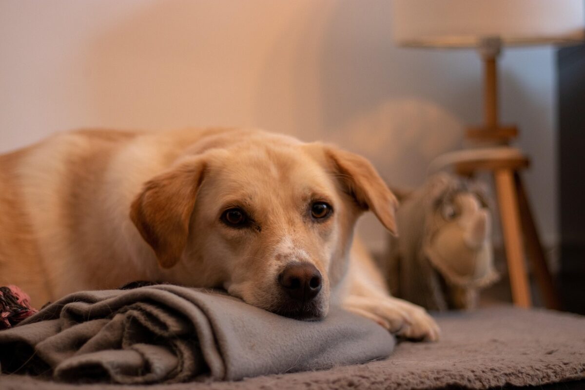 Sfratto con animali domestici: come funziona e come muoversi