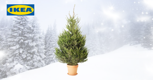 L’albero IKEA che non muore mai: torna Compostiamoci bene