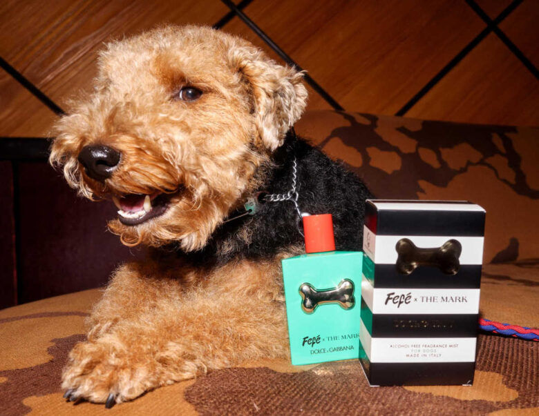 pet-world-the-mark-dolce&amp;gabbana.1