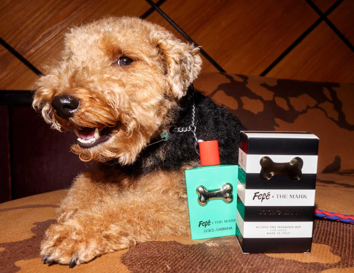 Pet design, la casa a misura di animale che non rinuncia allo stile