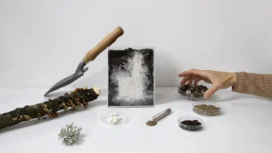 I biomateriali, Nuovo Rinascimento del design