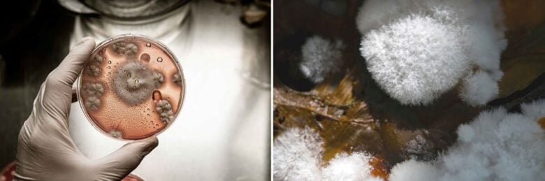 MushLume-Lighting-Mycelium-08