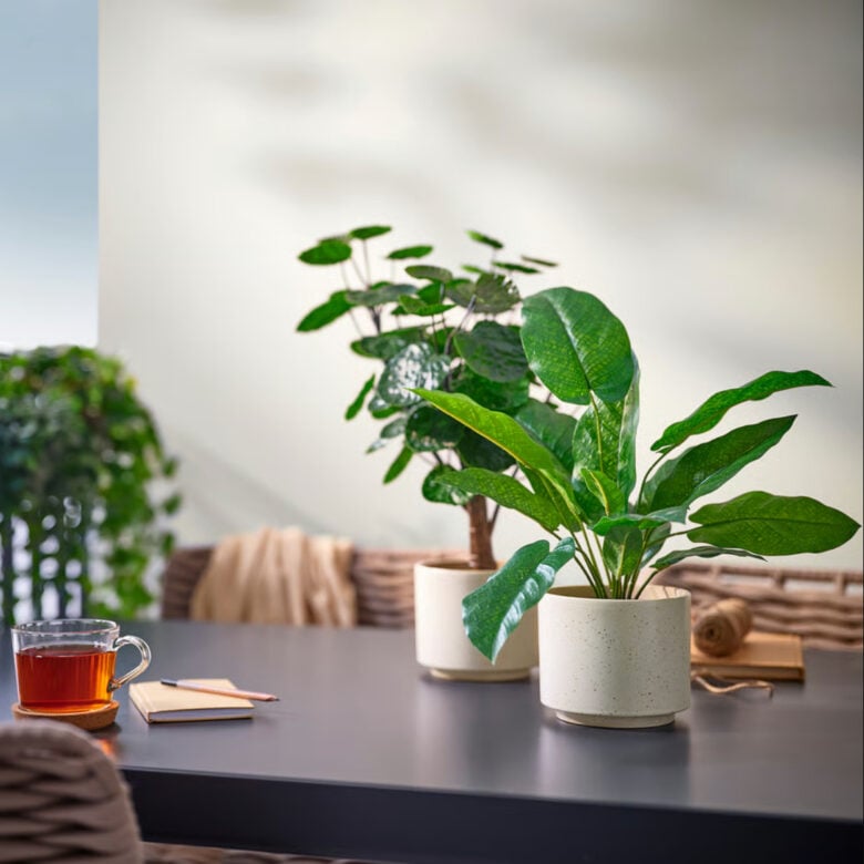 idee-regalo-amanti-piante-4