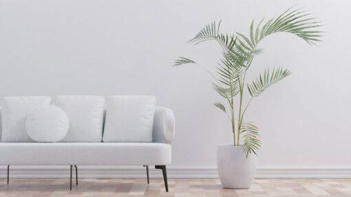 Piante ideali per abbellire il soggiorno di casa