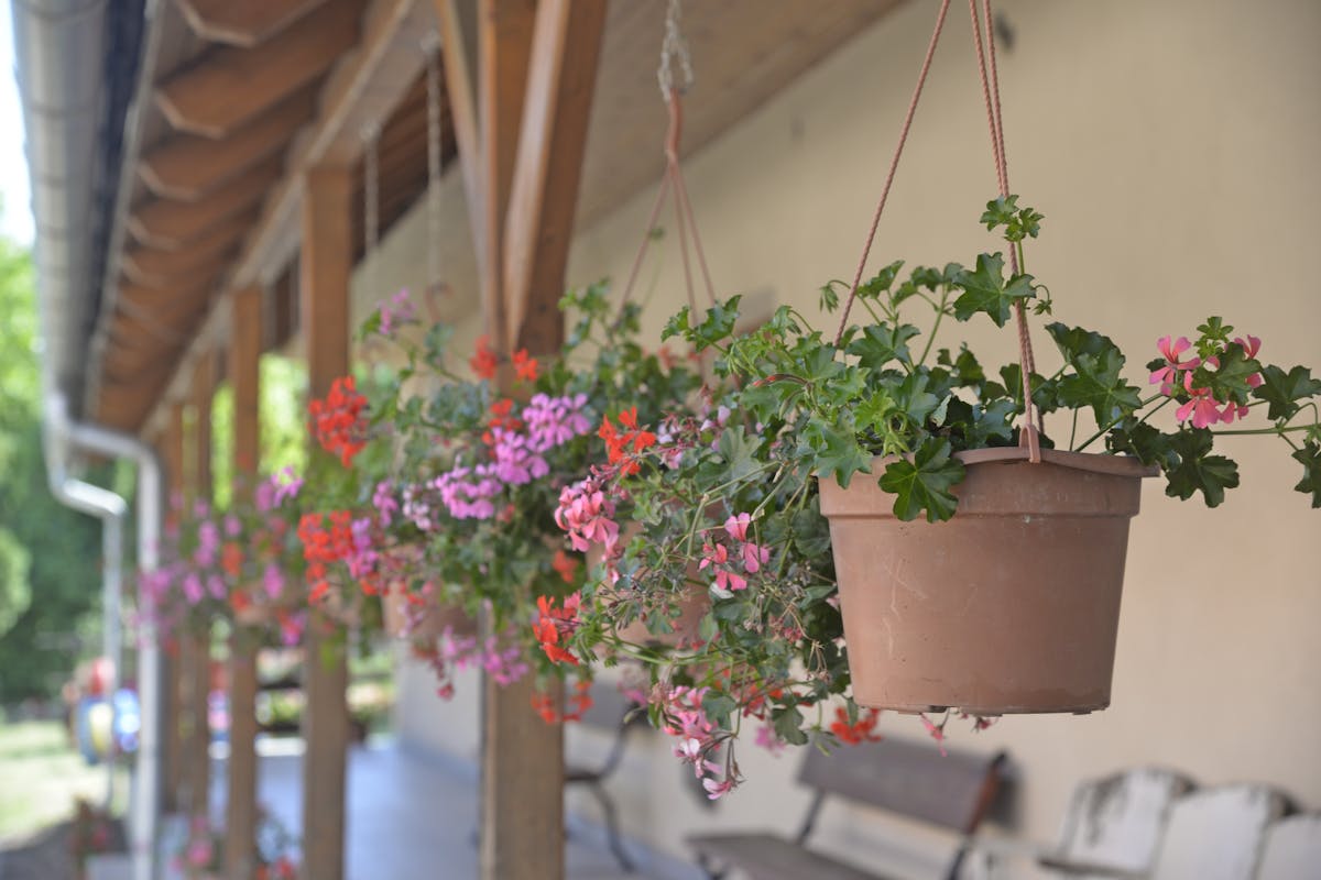 Vibrant geraniums in hanging pots adorn a charming wooden porch. Vibrant geraniums in hanging pots adorn a charming wooden porch.
