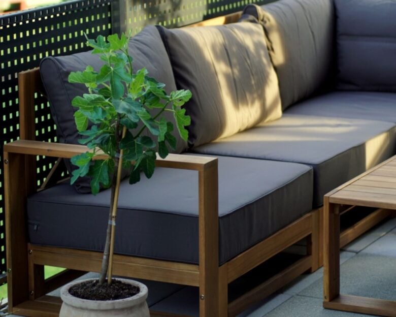 Ficus Carica