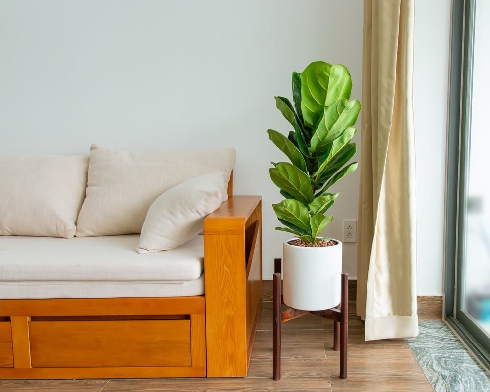 Ficus Lyrata Ficus Lyrata