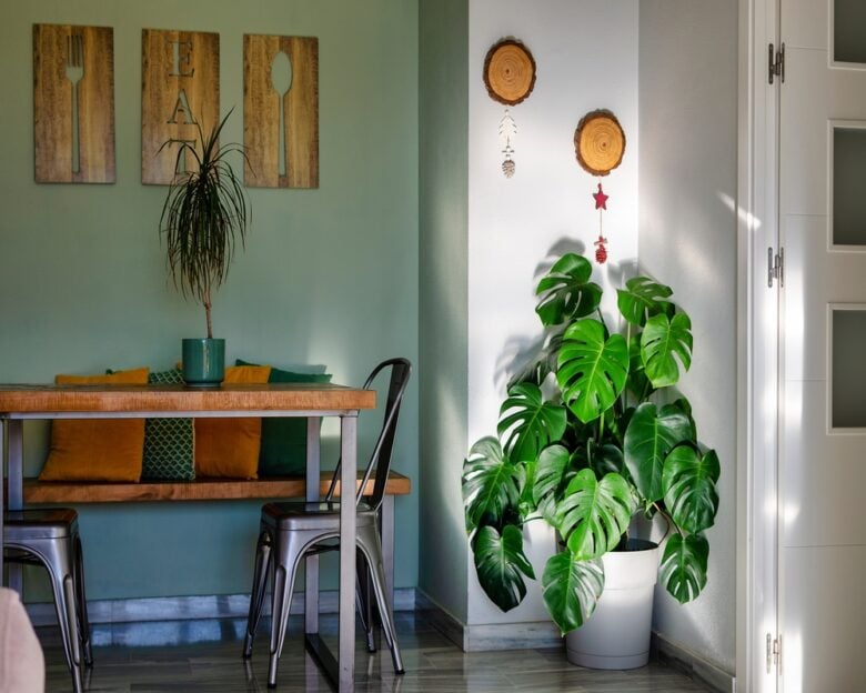 Monstera Deliciosa