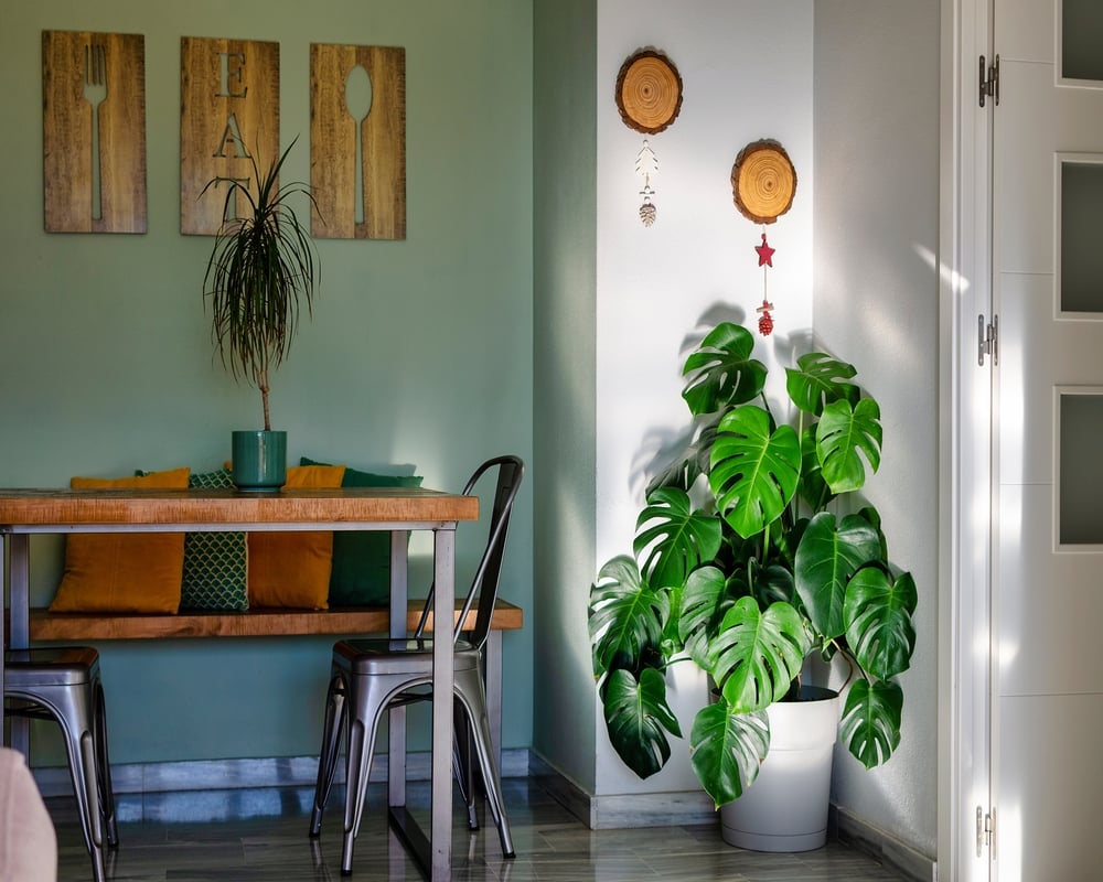 Monstera Deliciosa Monstera Deliciosa
