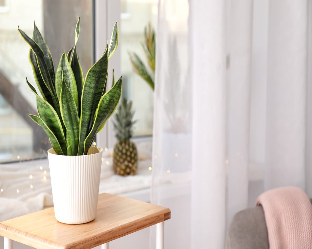 Sansevieria Sansevieria