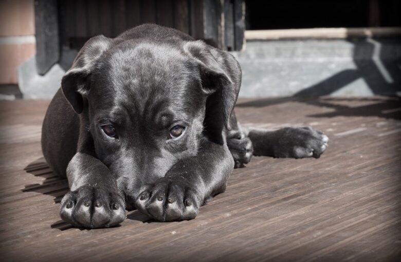 Cane