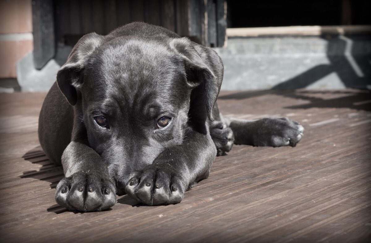 Come creare un cuscino fai da te per cani Come creare un cuscino fai da te per cani