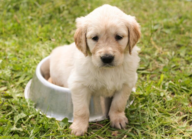 Cane