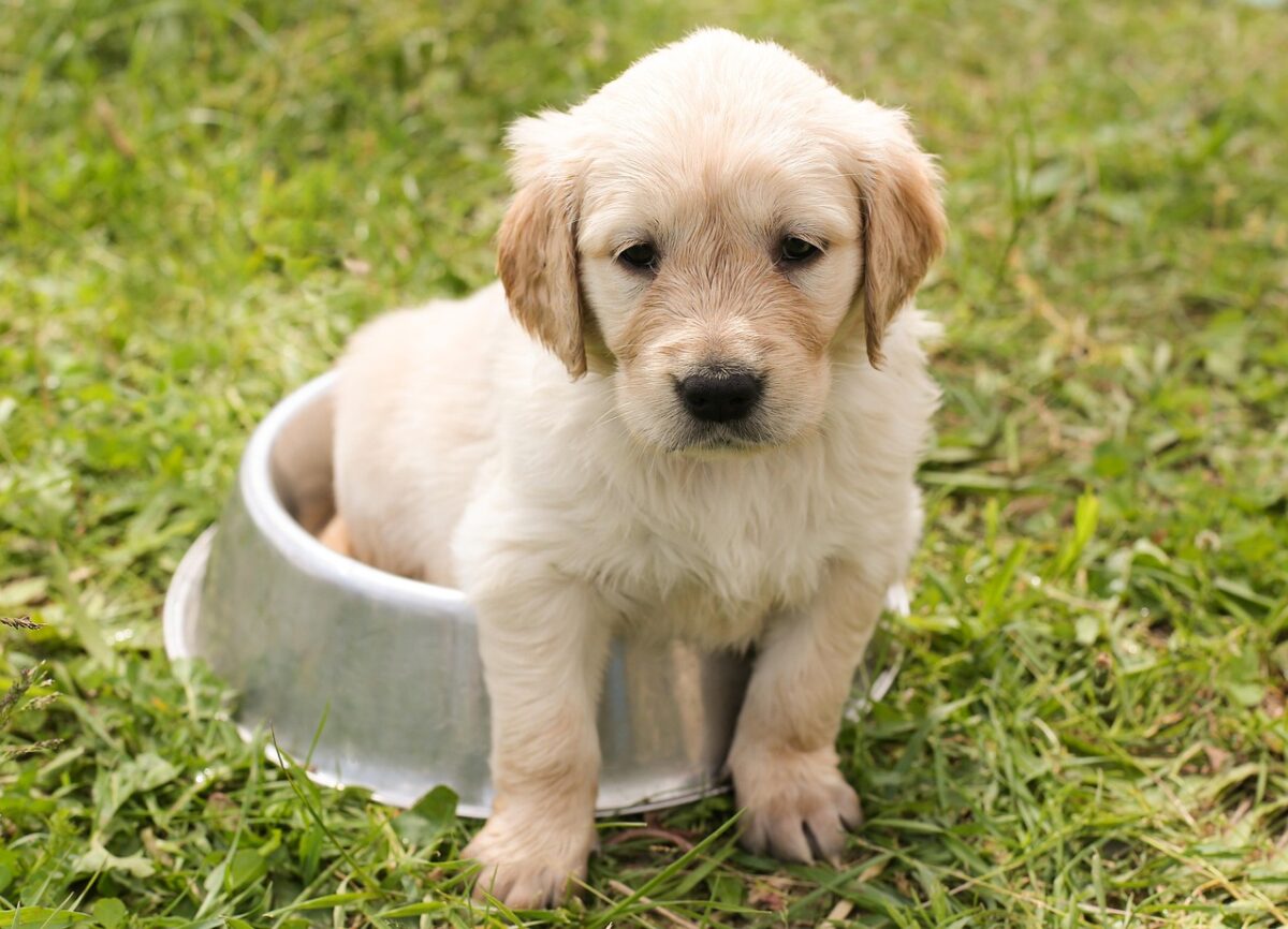 Come creare un cuscino fai da te per cani Come creare un cuscino fai da te per cani