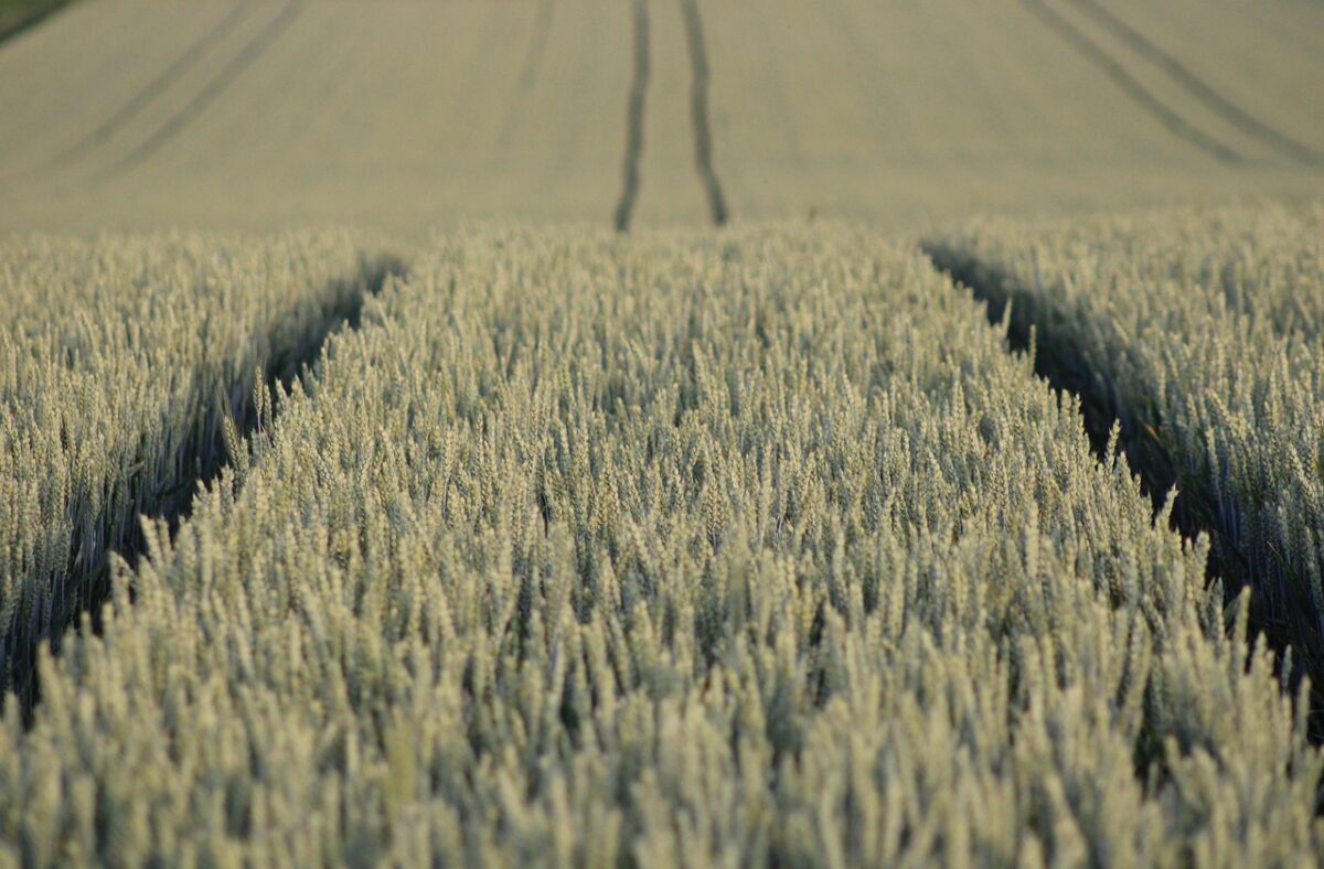Come sfruttare un terreno abbandonato di campagna Come sfruttare un terreno abbandonato di campagna