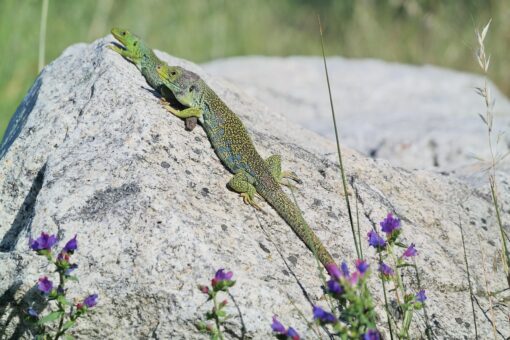 Come liberarsi dalle lucertole in casa