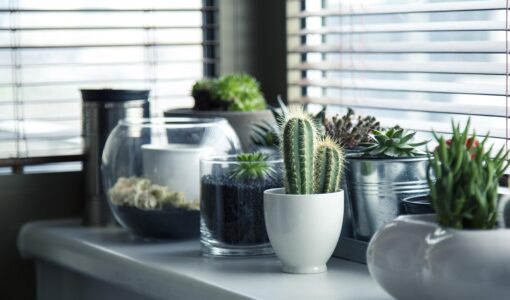 Le 10 piante grasse ideali per abbellire l’appartamento