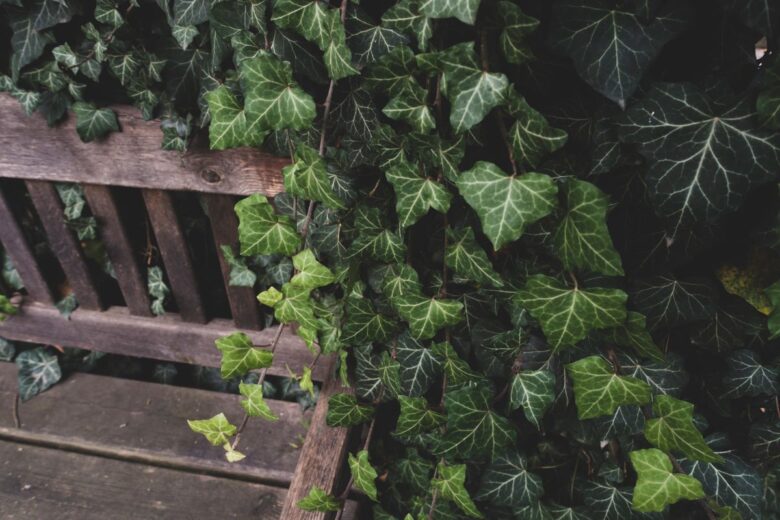 A close-up of a wooden bench surrounded by lush green ivy leaves, creating a natural and serene setting.