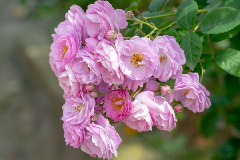 A cluster of blooming pink damask roses in a sunny spring garden.