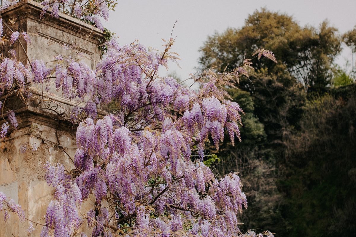 Vibrant purple wisteria blooms cascading over an old stone wall outdoors in spring. Vibrant purple wisteria blooms cascading over an old stone wall outdoors in spring.