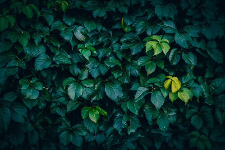Close-up of lush, textured Virginia creeper leaves showcasing rich green tones.