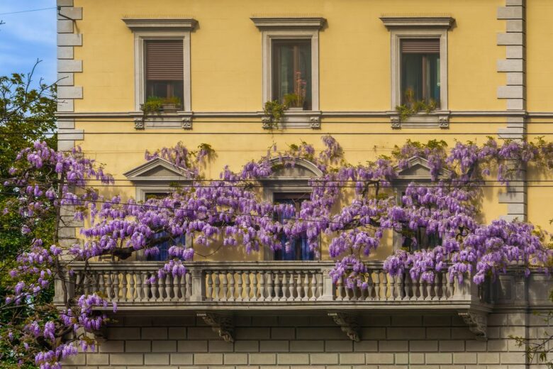 Stunning architectural facade covered with purple wisteria blooms, highlighting spring beauty.