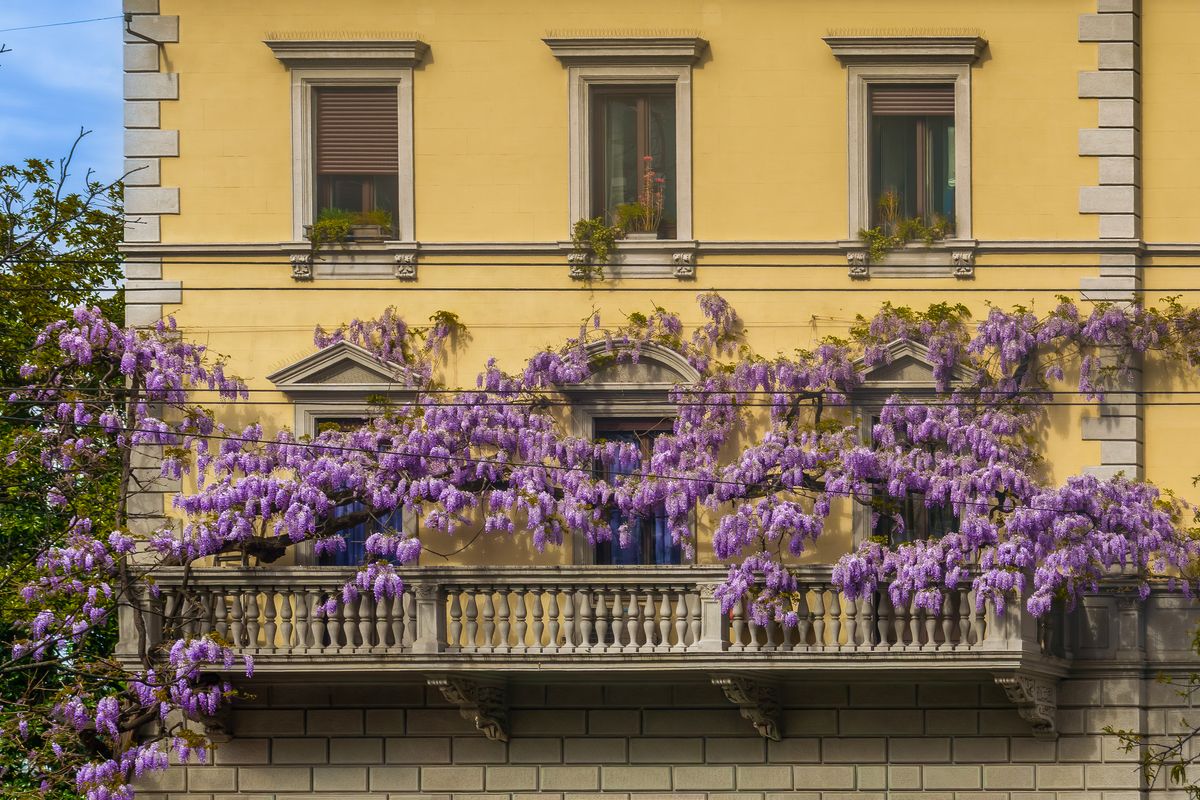 Stunning architectural facade covered with purple wisteria blooms, highlighting spring beauty. Stunning architectural facade covered with purple wisteria blooms, highlighting spring beauty.