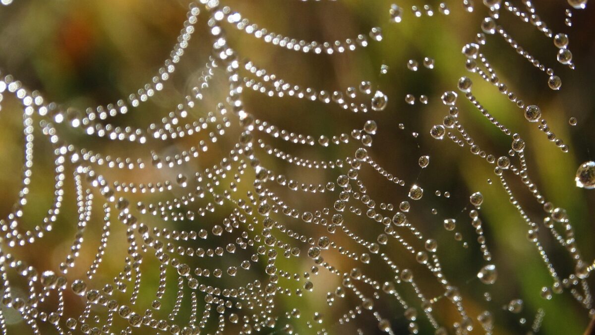 spider, drops, spider network, arachnid, waterdrop, water, nature, macro
