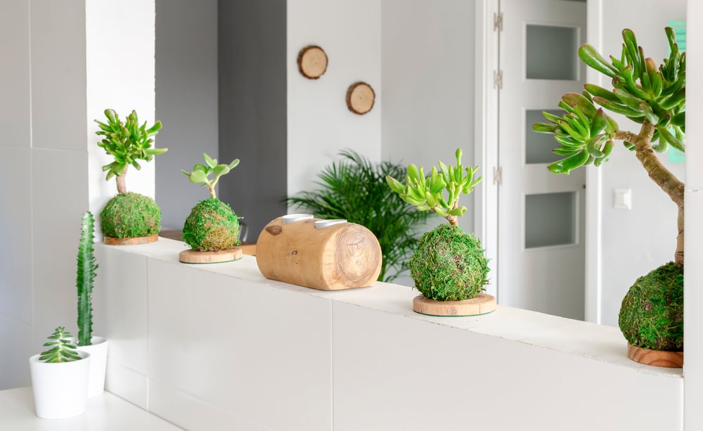 Kokedama appoggiato Kokedama appoggiato