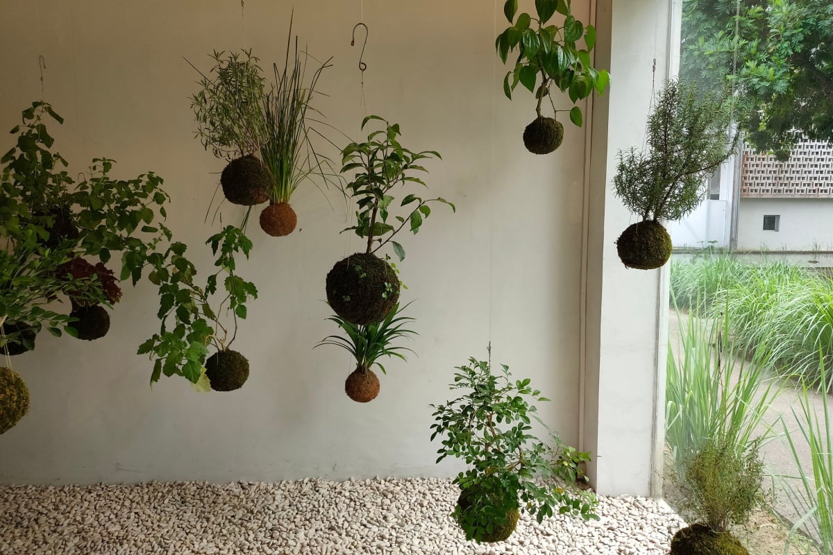 Kokedama Kokedama