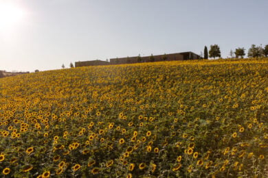 Per un’architettura di relazione. L’ampliamento del Pastificio Agricolo Mancini evoca tempo lento e cura.