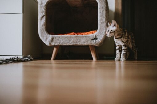 Come pulire casa quando si hanno animali